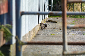 Wild barn kitten with tortoiseshell markings looking startled.