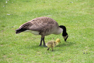 Gosling With Mother Goose, William Hawrelak Park, Edmonton, Alberta © Michael Mamoon