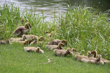 Goslings Resting, William Hawrelak Park, Edmonton, Alberta