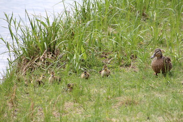ducks in the grass, William Hawrelak Park, Edmonton, Alberta