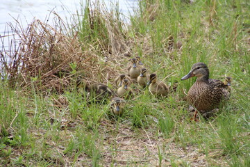 duck and ducklings, William Hawrelak Park, Edmonton, Alberta