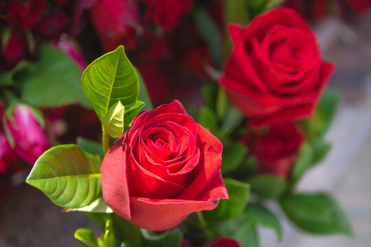 Rose flower pictures, Beautiful roses, Love rose flower, Beautiful
