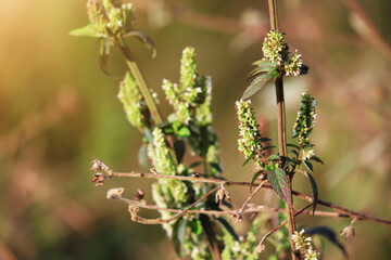 Blooming green Willdflowers and insect is wildlife with natural sunlight in the trpical forest.