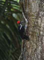 woodpecker