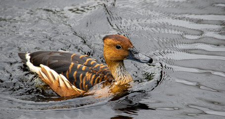 Fulvous whistling duck swimming in a pond