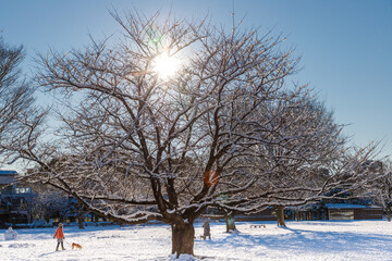 雪の降った朝の木場公園