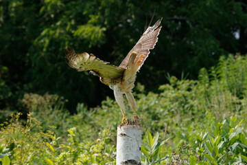 Fototapeta premium Red-tailed hawk isolated on white. Buteo Jamaicensis. Accipitridae family.