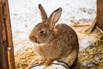 Selective focus photo. Brown rabbit in the snow.