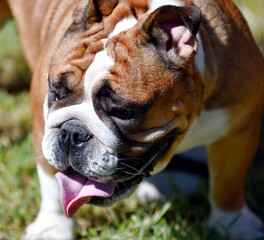 Dog breeds American bulldog on a walk on a summer day 