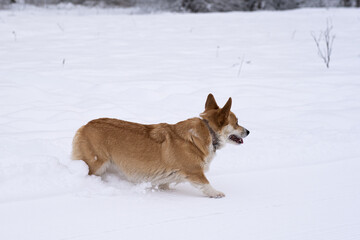 A dog in the snow. Winter in Russia