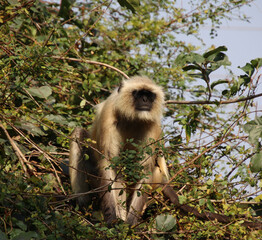 monkey sitting on tree 
