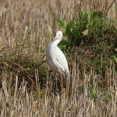 white heron bird 