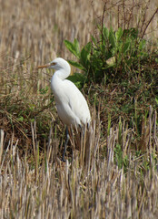 white heron bird 