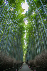 嵐山の竹林