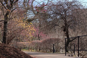 Obraz premium 梅の花