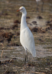 white heron bird 