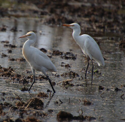 white heron bird 