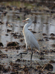 white heron bird 