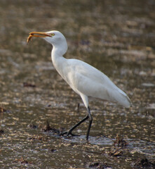 white heron bird 
