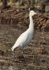 white heron bird 