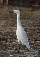 white heron bird 