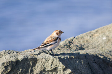 bird
