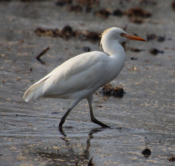 white heron bird 