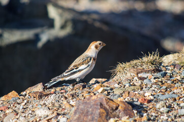 bird