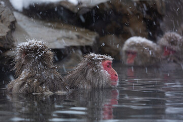 Snowmonkey © Shige