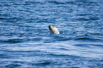 Fototapeta premium largha