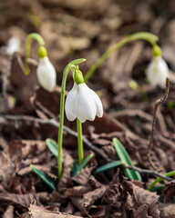 First spring snowdrops in the wild. Flowers of Galanthus