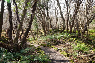 a fascinating winter forest in the sunlight