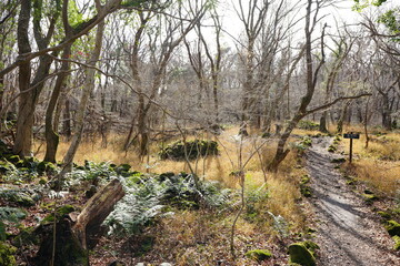 a lonely winter forest with a path
