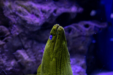 Close-up of a scary fish in the aquarium.