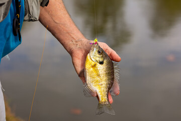 Hand holding bluegill fish