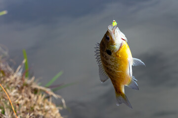 Fish caught by hook while fishing in pond