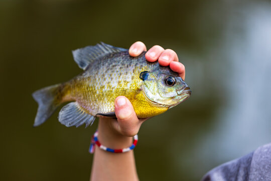 young hand holding bluegill fish