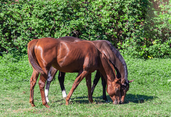 Two brown horses grazing on mountain pasture in Canada. Grazing horses