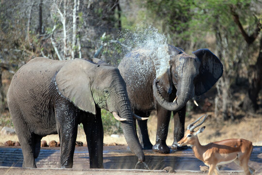 African Elephants spraying water in Kruger National Park in South Africa RSA
