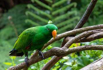 Exotic birds to be seen at the Birds of Eden Sanctuary on the Garden Route outside Plettenberg Bay in South Africa