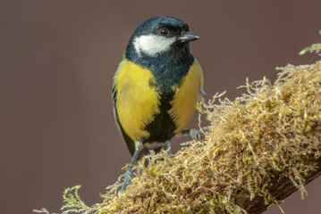 Great Tit on a branch covered with moss during winter. (Parus major).