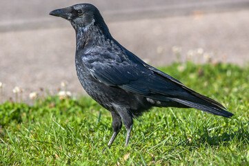 Carrion crow looking for food in the grass. (Corvus corone).