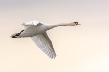 Mute swan in flight in spring. (Cygnus olor).