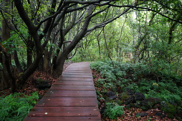 Obraz premium a thick wild forest with rainy pathway