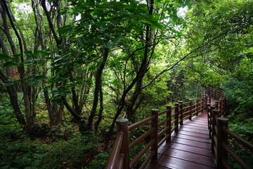 a thick wild forest with rainy pathway