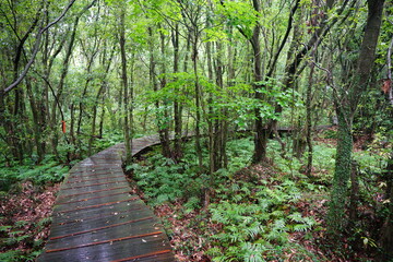 mossy trees and boardwalk in the rainy forest