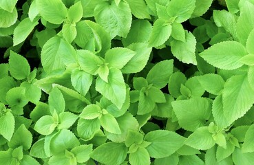 Green Coleus or Painted Nettle Plants