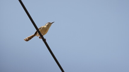 Small bird perched on a wire