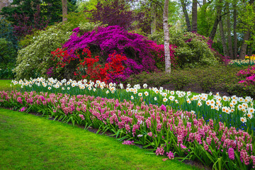 Arranged flower beds with daffodils, hyacinths and azalea bushes, Netherlands