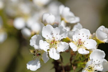 Blühende Nashi-Birne, Pyrus pyrifolia, im Frühling
